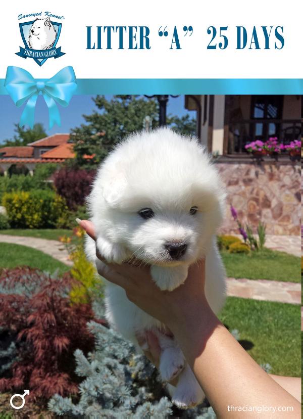 Alvin Prince Beloslav of Thracian Glory | Samoyed 