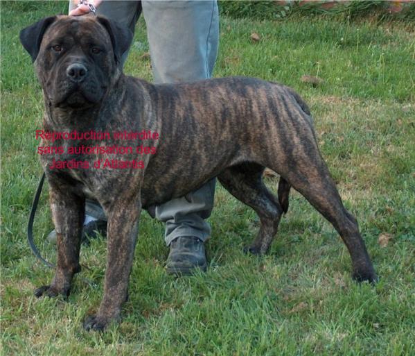 Colossa des jardins d'atlantis | Bullmastiff 