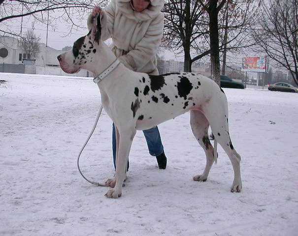 Anastassia Du Pays Ultramarine | Great Dane 