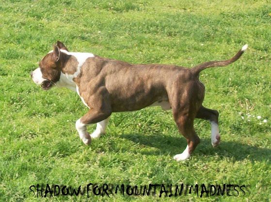 Shadow for Mountain Madness | American Staffordshire Terrier 