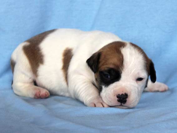 Vitmar`S Paul Leonard Newman | American Staffordshire Terrier 
