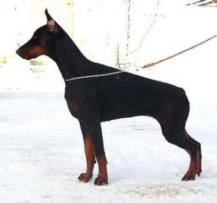 Sant Kreal Feska | Black Doberman Pinscher