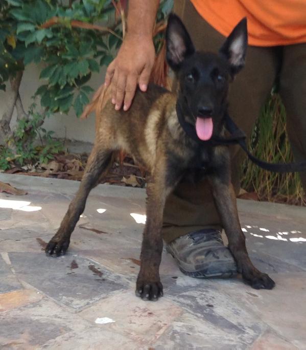 Internacional de Parnas | Belgian Malinois 