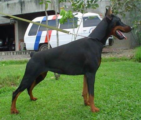 Sant Kreal Fiona | Black Doberman Pinscher