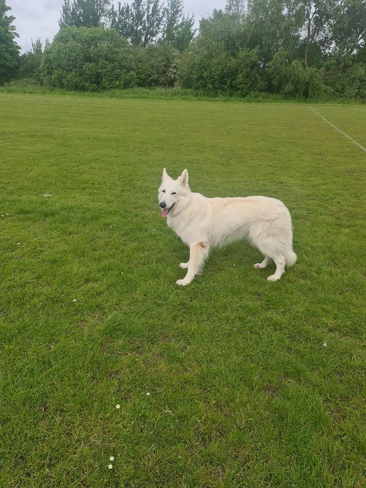 TAIGA WOLF OF LINDE'S WHITE WOLVES | White Swiss Shepherd Dog 