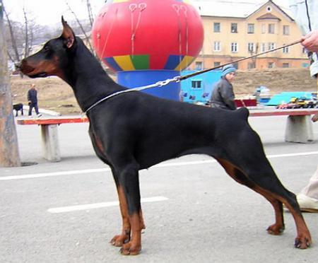 Sant Kreal Figi | Black Doberman Pinscher