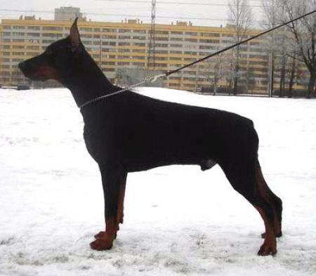 Sant Kreal Totem | Black Doberman Pinscher