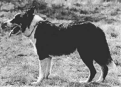 Vic ISDS 128240 | Border Collie 