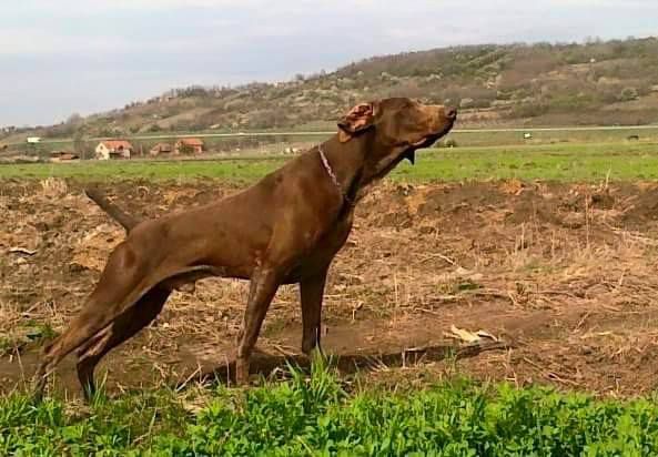 Vegas Del Cakic | German Shorthaired Pointer 