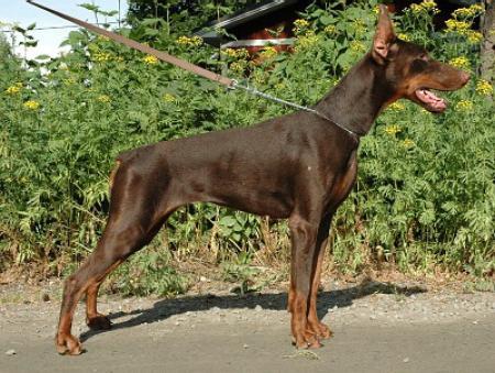 Sant Kreal Taragona | Brown Doberman Pinscher