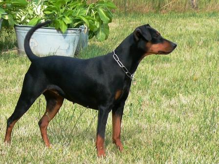 AMY vom Heverstrom | German Pinscher 