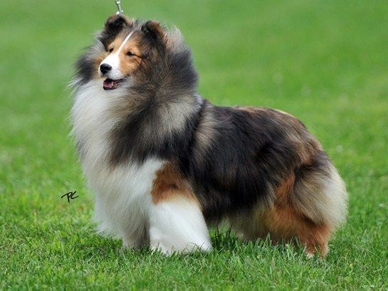 Macdega Apropos | Shetland Sheepdog 