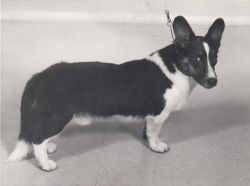 Brymore's Beau Geste | Cardigan Welsh Corgi 