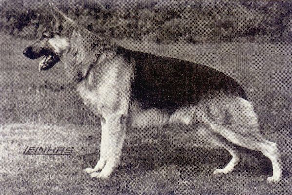 Bredo vom Lichtburghof | German Shepherd Dog 