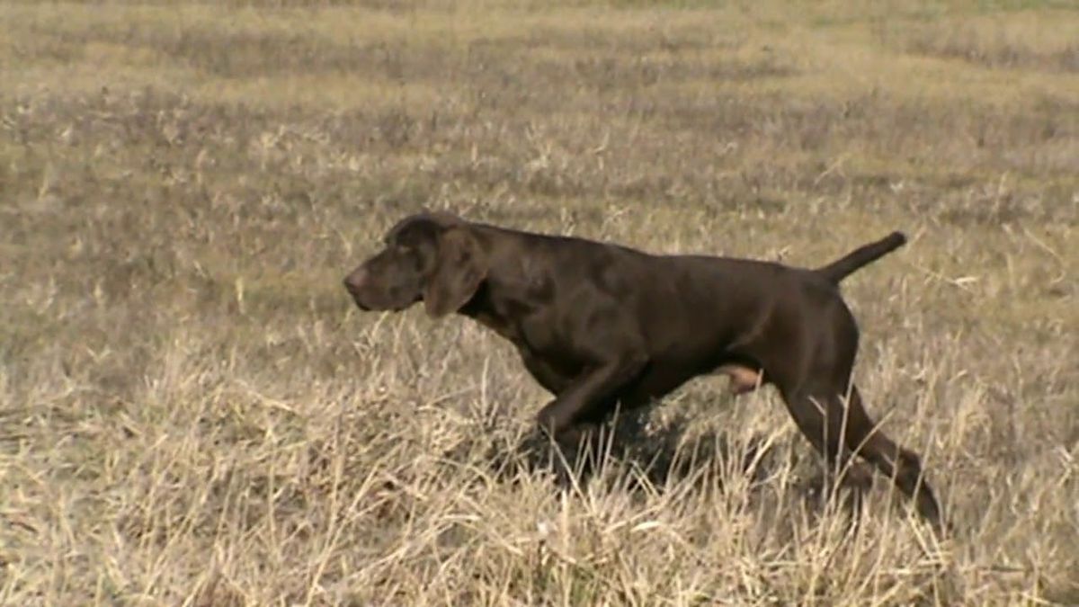 Micskei Nomad | German Shorthaired Pointer 