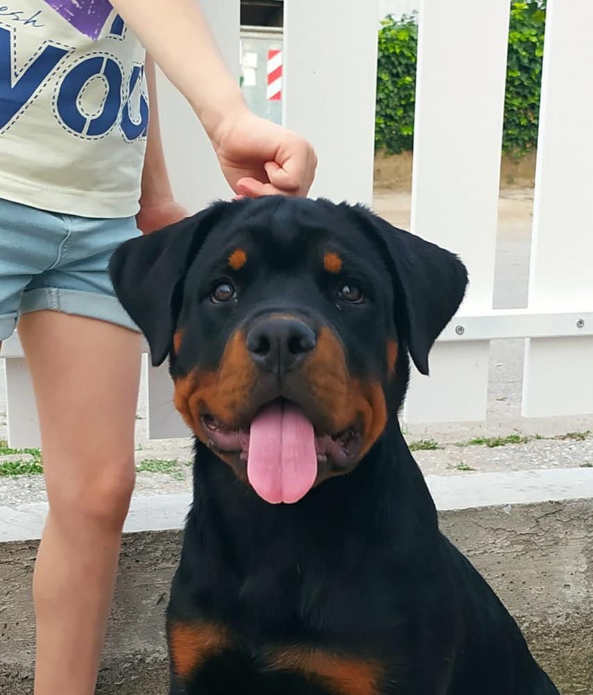 RAVEN LARDOWIK | Rottweiler 