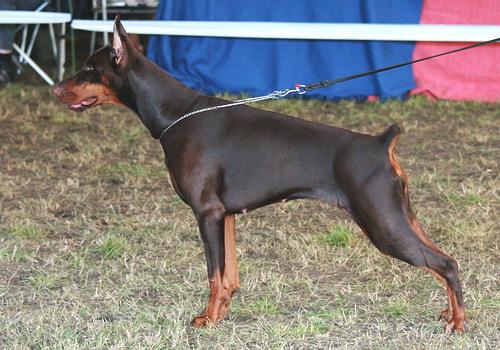 Sant Kreal Solnze Severa | Black Doberman Pinscher