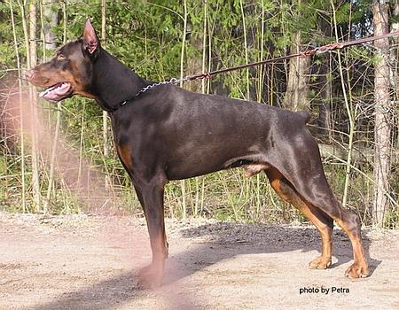 Sant Kreal Uran | Brown Doberman Pinscher