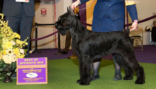 BIGFOOT'S ASPEN LEAF REVANCHE | Giant Schnauzer 