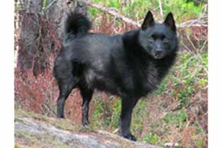 Glencross Arco | Schipperke 