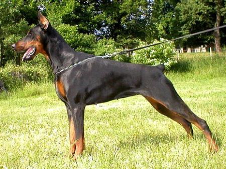 Sant Kreal Udacha Neva | Black Doberman Pinscher