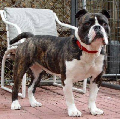 Gargoyle´s Amy | Olde English Bulldogge 