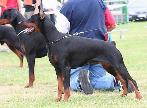 Sant Kreal Uriana Faygora | Black Doberman Pinscher