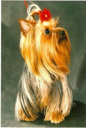 LACREMOSA PASCALL | Yorkshire Terrier 