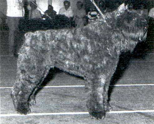 Khane-Iranice v. Rovika | Bouvier des Flandres 