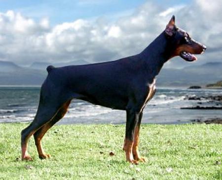 Sant Kreal Utro Severa | Black Doberman Pinscher