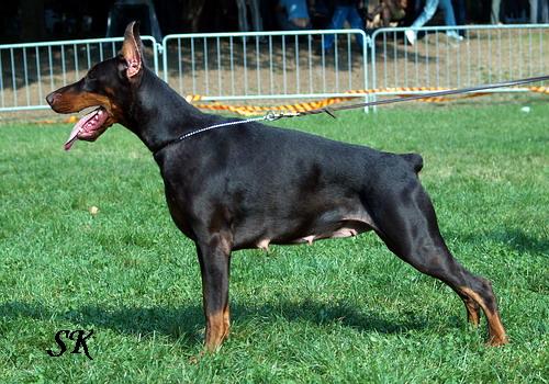 Sant Kreal Ukrashenie | Brown Doberman Pinscher