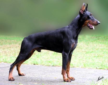 Sant Kreal Rubikon | Black Doberman Pinscher