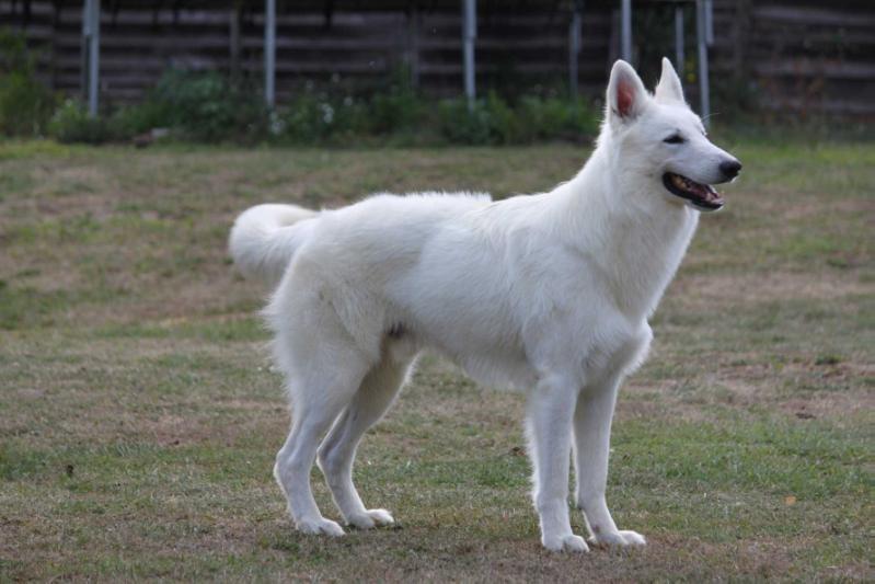 Nirvana de la Tour de Babel | White Swiss Shepherd Dog 