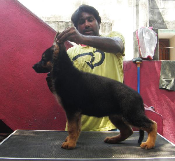 Scarlex's Jethro | German Shepherd Dog 