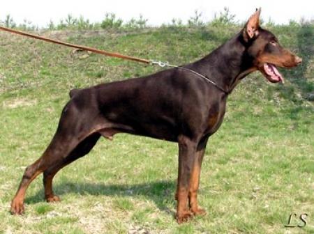 Sant Kreal Russo | Brown Doberman Pinscher