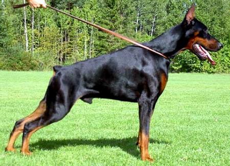 Sant Kreal Neron | Black Doberman Pinscher