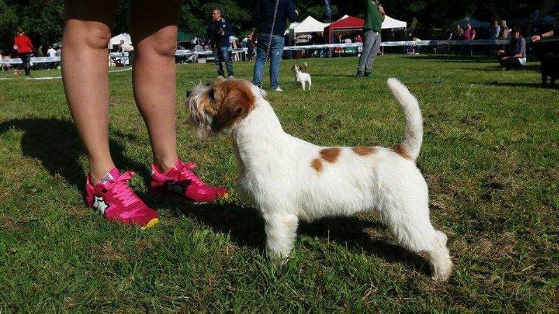 FAIR AND BRAVE DANGEROUS WACKO | Jack Russell Terrier 