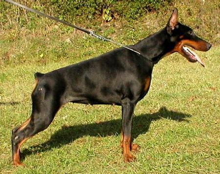 Sant Kreal Neva | Black Doberman Pinscher