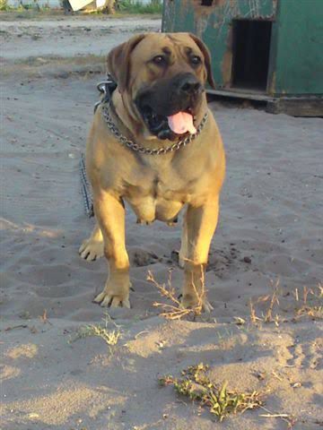 Bell busk Elsa | African Boerboel 