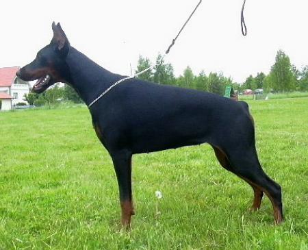 Sant Kreal Nefertiti | Black Doberman Pinscher