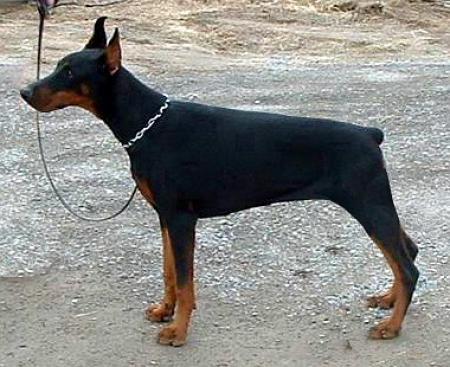 Sant Kreal Nirvana | Black Doberman Pinscher