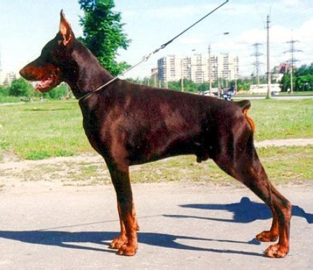 Sant Kreal Miroslav | Brown Doberman Pinscher