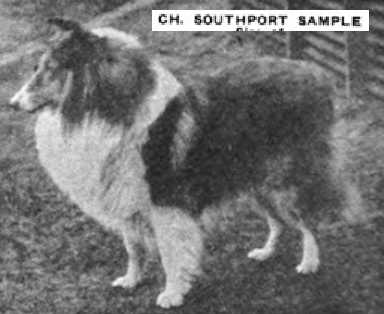 Southport Sample 139704 | Rough Collie 