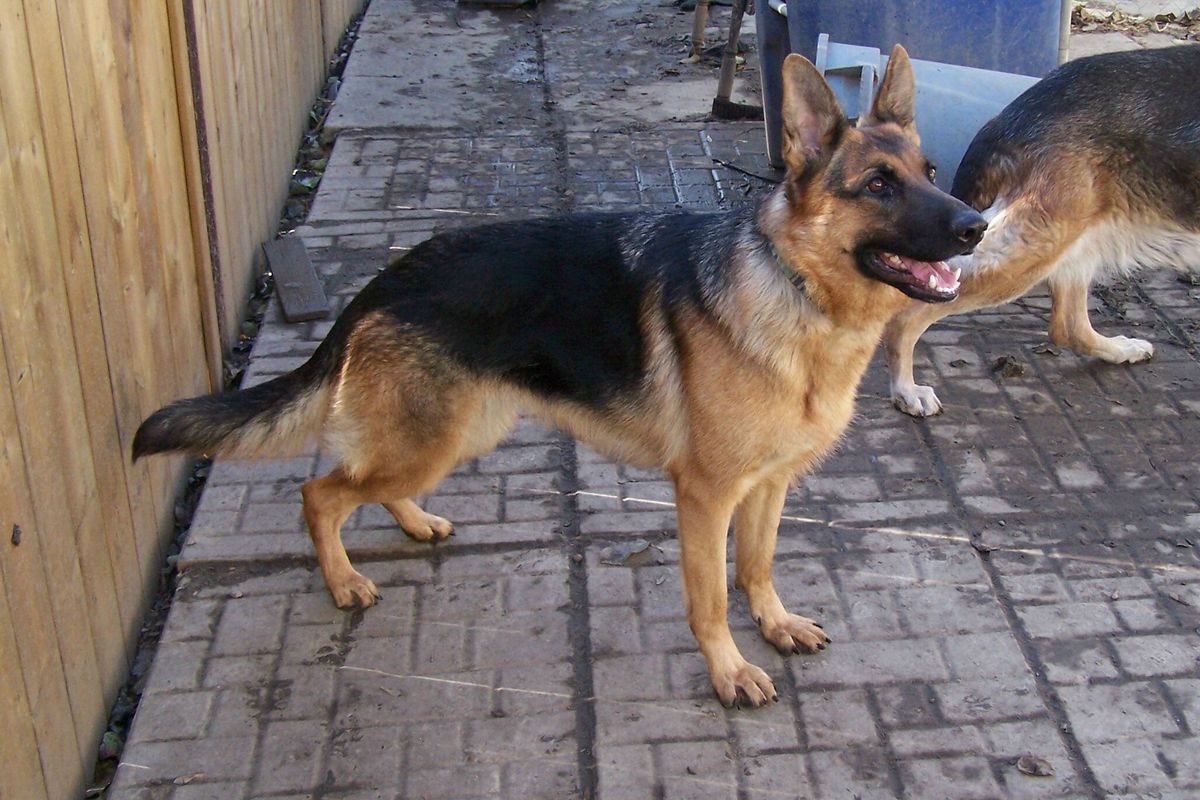 Backstromhus's Fantasia | German Shepherd Dog 