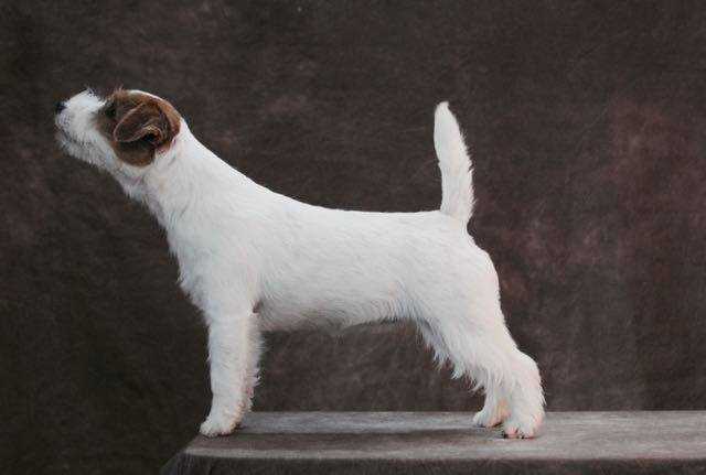 All Jacks Wishlist | Jack Russell Terrier 