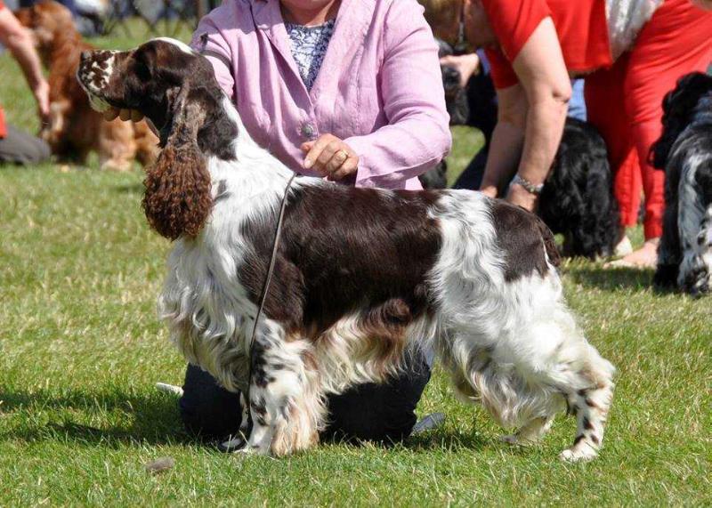 Forest Fruit From Tamaam To Beresford | English Springer Spaniel 