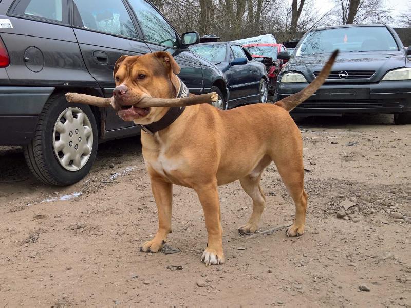 Farm Dogs' Linck | Olde English Bulldogge 