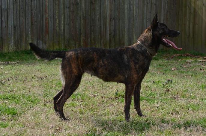 Rox | Dutch Shepherd 