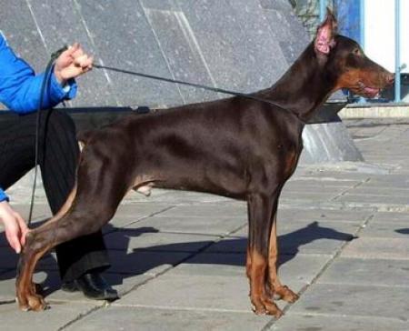 Sant Kreal Tsarevich | Brown Doberman Pinscher