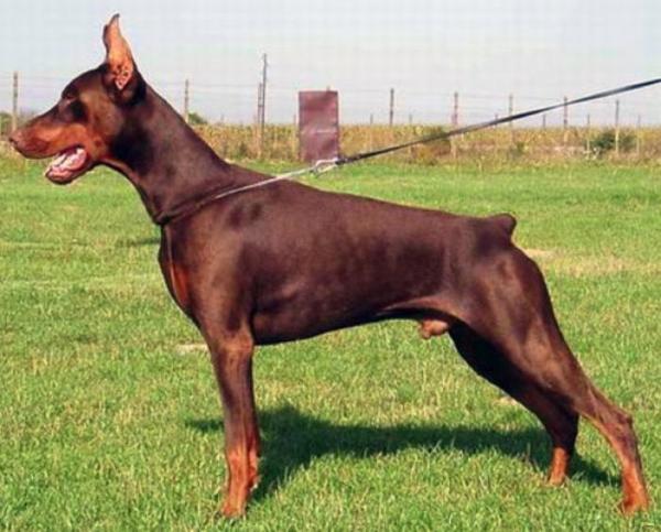 Sant Kreal Tsenturion | Brown Doberman Pinscher